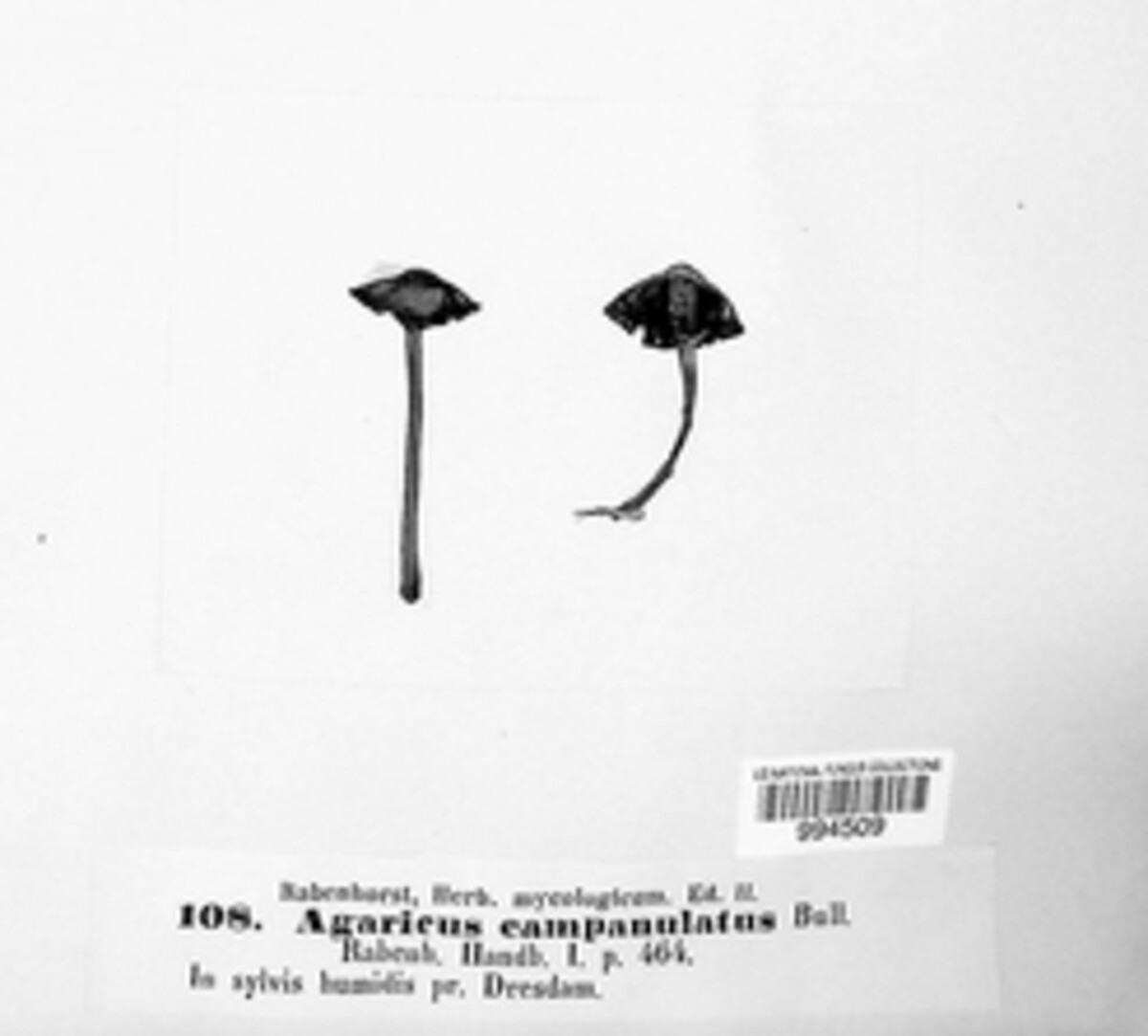 Panaeolus papilionaceus image